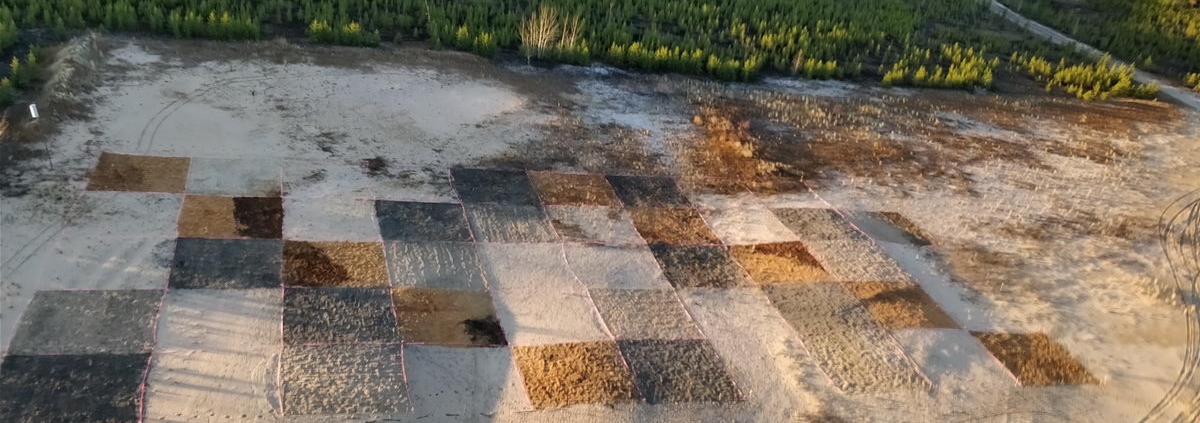 Figure 1. Trial layout prior to seedling planting, October 2017.