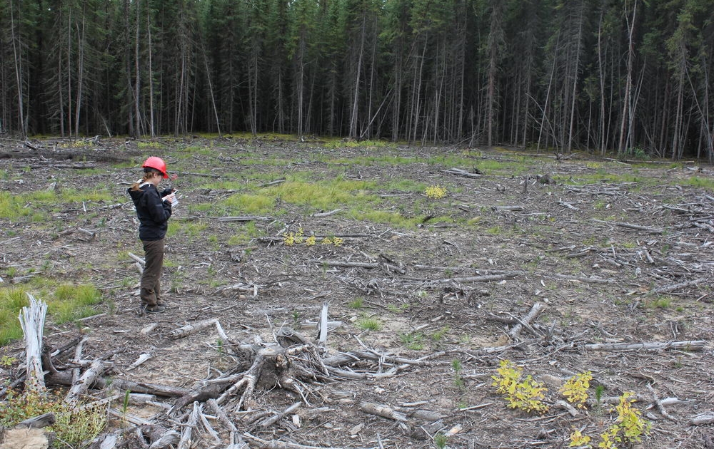Reclaimit Faster Forests site in northeast Alberta