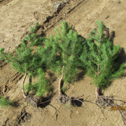 blog-Disfigured planted trees established in 2010