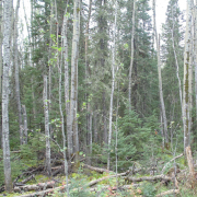 A-consultants-reflection