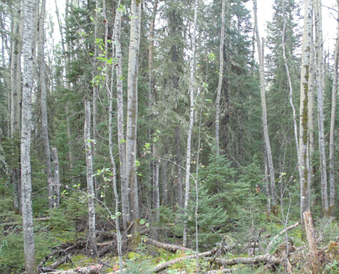 A consultant's reflection on leadership in the forestry industry