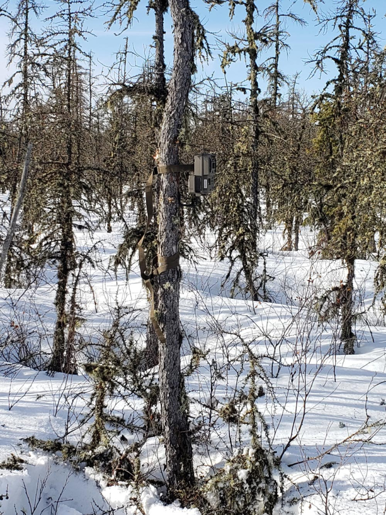Photo of Reclaimit’s wildlife camera in treed fen observing Alberta caribou