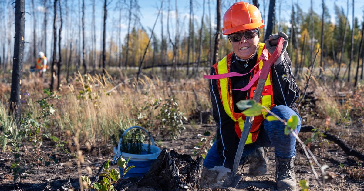 Local worker establishing white birch (Betula papyrifera) within wildfire scorched land, Kakisa, NWT. Local worker establishing white birch (Betula papyrifera) within wildfire scorched land, Kakisa, NWT.