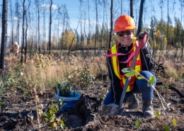 Local worker establishing white birch (Betula papyrifera) within wildfire scorched land, Kakisa, NWT.