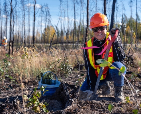 Local worker establishing white birch (Betula papyrifera) within wildfire scorched land, Kakisa, NWT.