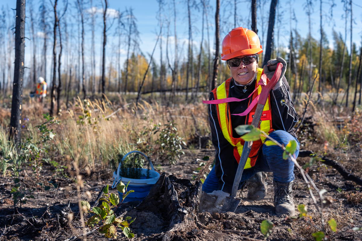 Local worker establishing white birch (Betula papyrifera) within wildfire scorched land, Kakisa, NWT.