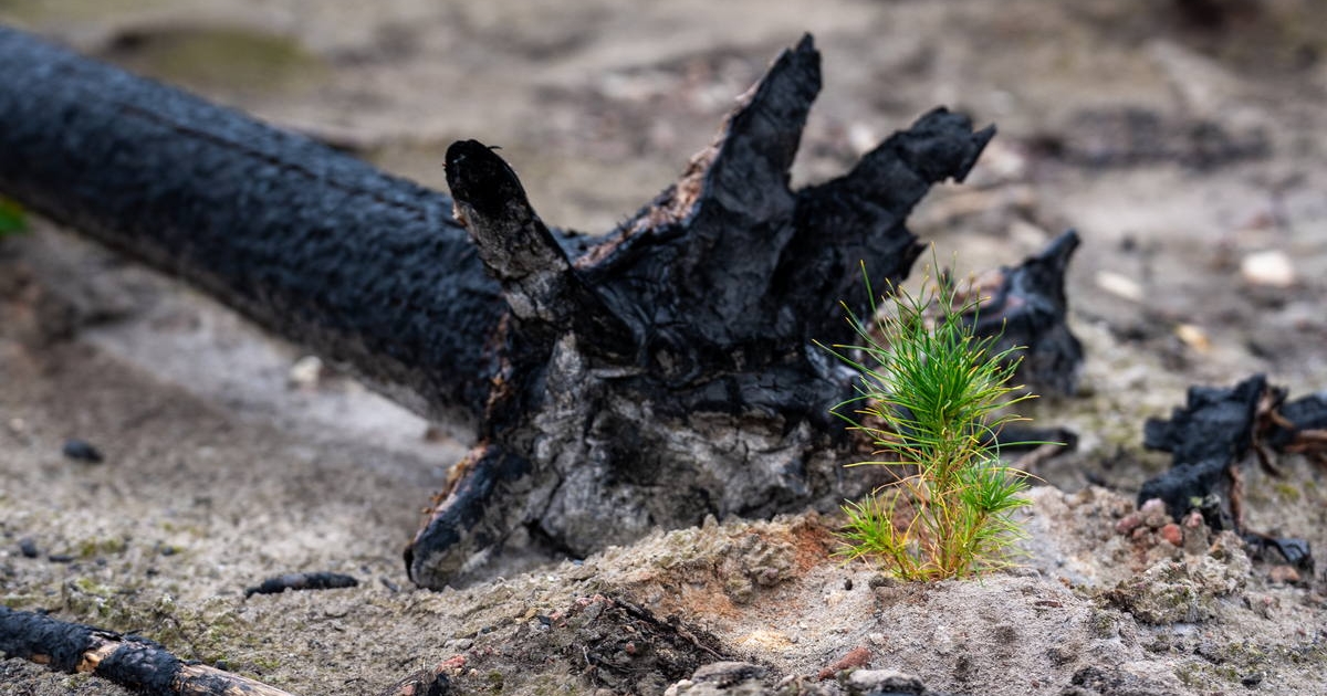 Jack pine (Pinus banksiana) planted in a wildfire scorched microsite, Kakisa, NWT. Jack pine (Pinus banksiana) planted in a wildfire scorched microsite, Kakisa, NWT.