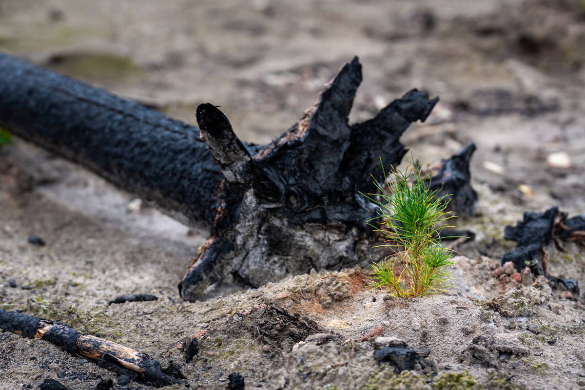 Jack pine (Pinus banksiana) planted in a wildfire scorched microsite, Kakisa, NWT.