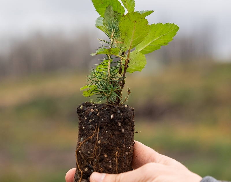 Reclaimit’s Partner-Plug, includes a combination of green alder (Alnus viridis) and white spruce (Picea glauca), Hay River, NWT.